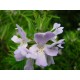 WESTRINGIA BREVIFOLIA - AUSTRALIAN ROSEMARY